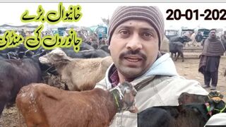 Cow mandi khanewal ll khanewal mandi juma new update l خانیوال