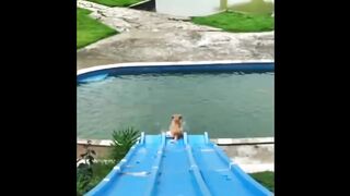 Dogs funny video