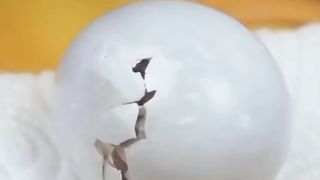 How baby macaw grows