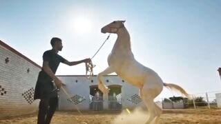 Pind chakka da shikaari part 2 official trailer