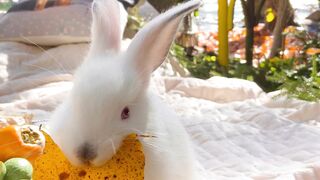 Rabbit is eating