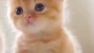 Cute cat kids