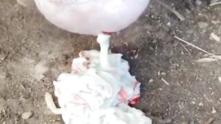 Treatment of buffalo male calf