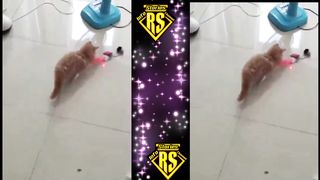 Cute new cats funny video