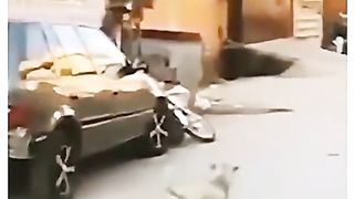 Funny video