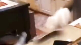 Funny videos