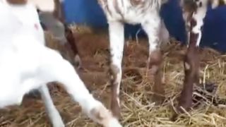 Traveling of Goats