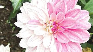 Butayfull flowers and remix music, beauty natural