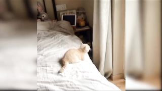 Cute cats????