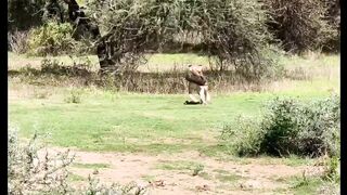 Monkey catched