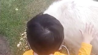 Baby Playing with Goat