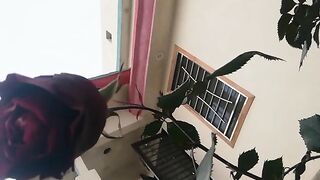 Zahran home 1st flower in his garden
