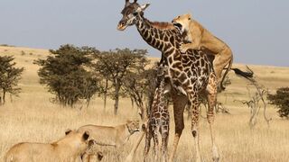 TOP GIRAFFE VS LION MOMENTS