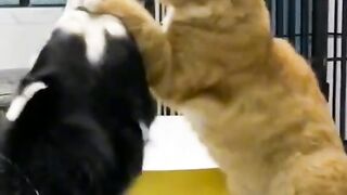 cat  and  dog