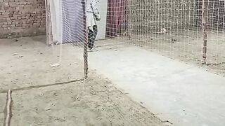 Cricket net Practice