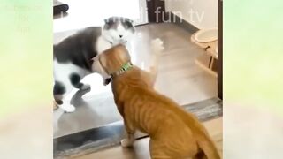 These funny dogs and cats are amazing watch till end
