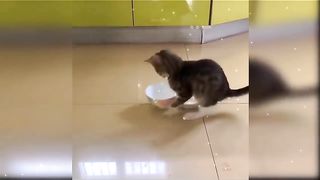 Cat s Funy ##Video short### follow me