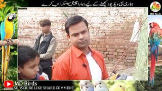 Lahore Sunday Birds Market By Shshzad