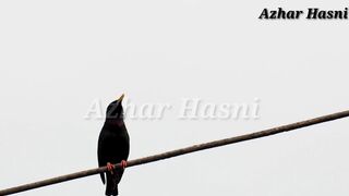 Interesting information about crow