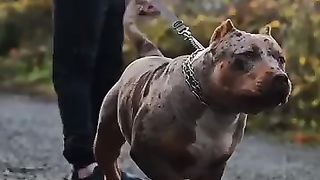 Sweet Pitbull dog viral video