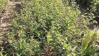 Ghouth Narsery