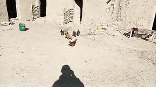 Red hens in mountain home