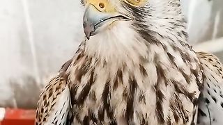 Funny video