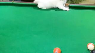 8 ball with cat