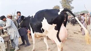 Mashallah cow