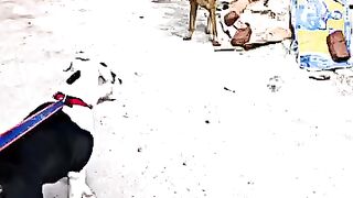 Pitbull dog vs streets dog????