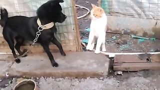 cat versus dogs