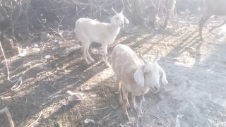 Bakri