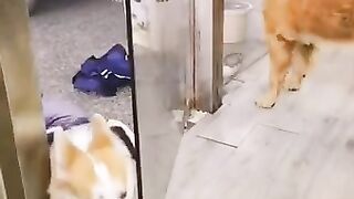 Funny dog