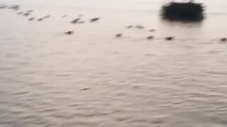 Duck hunting in Pakistan 2022 23