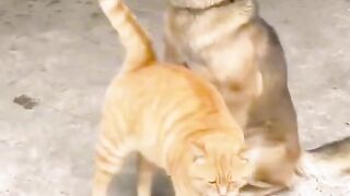 Cat and dog love story