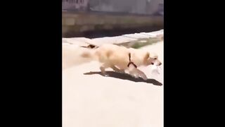 Funny Baby Animals Doing Funny Things I Mohsin Bashir