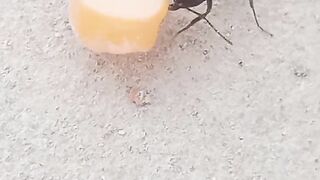 Ant takes