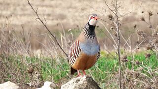 "Exploring the Unique Feathers and Plumage of Bird Beaks"