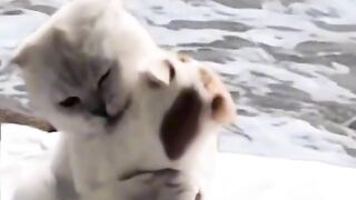Cute cats..