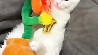 Cute cat ????
