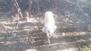 Viral bakhri video