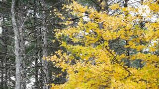 Nature galmour