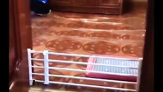 Funny cats and dogs | Funny Animals