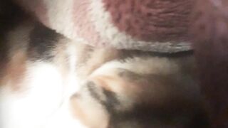 Good morning cat ????