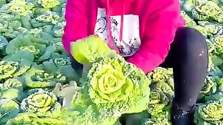 Beautiful Vegetable Farm.