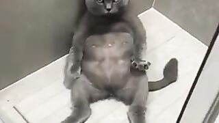 Best Funny Animal Videos