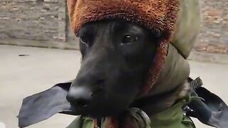 Is this warm enough...@viral #trending dog