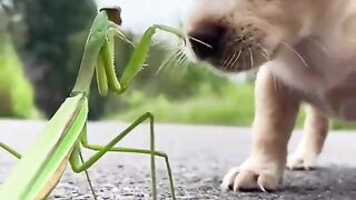 Enjoy this compilation of very Cute And Funny Dog