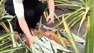 Pineapple and seedings plants.very beautiful frame.