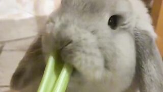 Only Cute.....